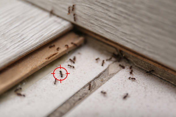 Best Mosquito Control Services  in Orchard Mesa, CO